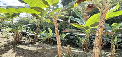 Casa Campestre En Venta En Combia/pereira (279062640).