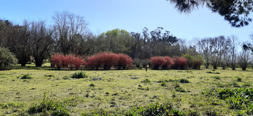 Fraccion De 8.1000 M² Parquizada Y Forestada