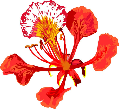 Imagem 1 de 5 de Flamboyant Vermelho Anão Amarelo Anão Vermelho 220 Sementes