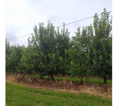 Imagen 7 de 12 de Vendo Linda Chacra Para Vivienda Permante Con Frutales Riego, Financio 50 %!!!!!!