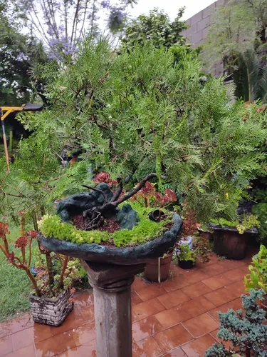 Bonsai Antiguo Pino Cipres. (Usado)