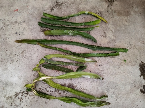 Docena De Esquejes De Pitahaya (Usado)