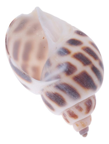 De Playa Mixtas Mar Artesanías Marinas Acuario # 2 500g