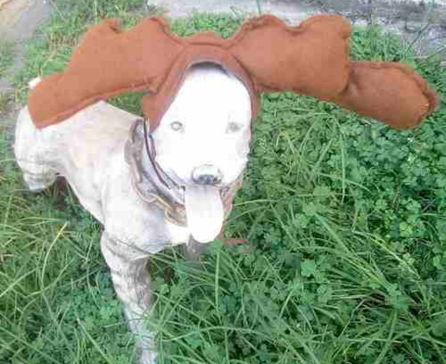 Imagen 3 de 5 de Cuernos De Reno Para Perro Chico Disfraz Navideño
