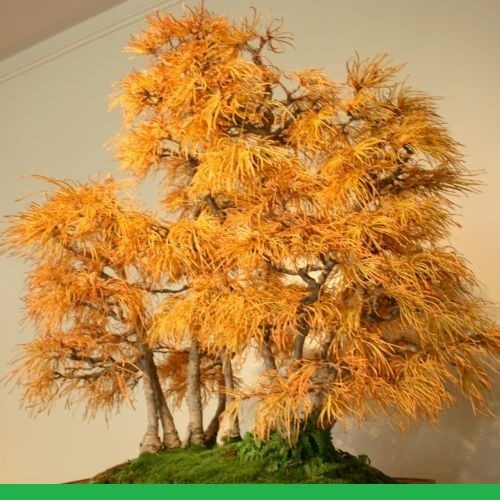 Semillas Bonsai Golden-larch Chinese 10 Semillas Rem