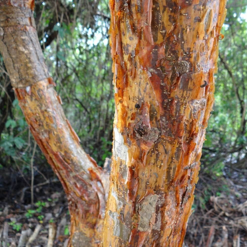 Emburana Sementes Para Chá 100 Gr