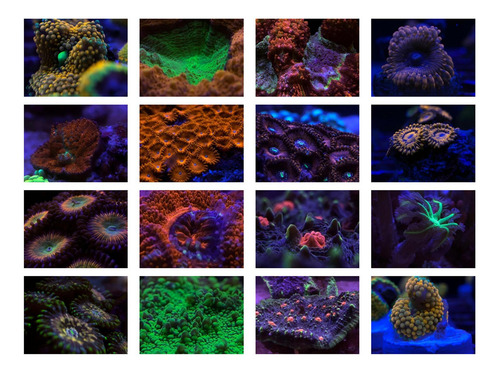 Kits De Filtro De Lente De Coral De Arrecife Para