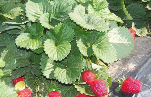 Imagem 4 de 10 de Kit Com 3 Mudas De Morango Frutos Doces!
