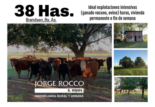 Campo En Venta En Brandsen. 38 Has Ganadero