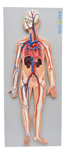 Sistema Circulatório Sanguíneo Em Prancha
