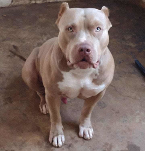 Imagem 4 de 5 de Pitbull Monster