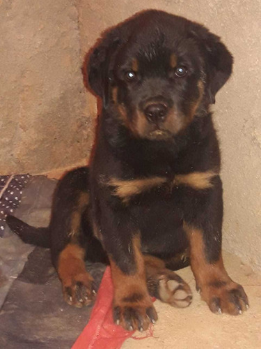 Filhotes De Rottweiler (pedigree)