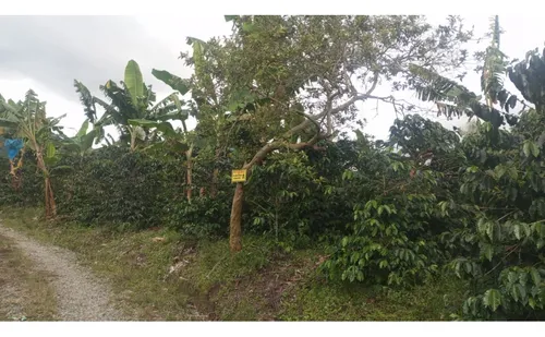 Se Vende Finca En Chaguala - Salento