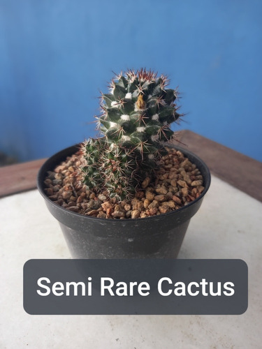 Imagem 2 de 9 de Muda Cactos Semi Rare Cactus