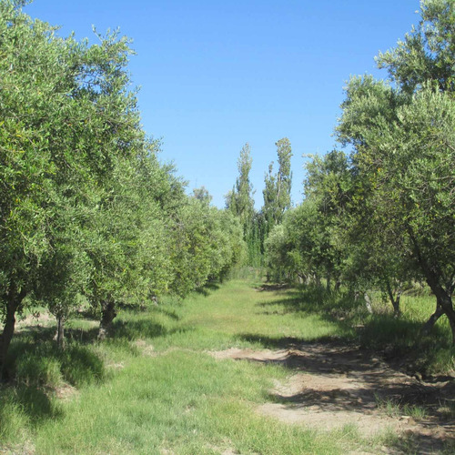 Venta Finca Olivos Ciruelas En San Rafael Mendoza