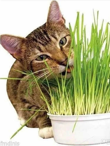 2 Kilo Semilla Pasto Gato Germina En Pocos Días Wheatgrass