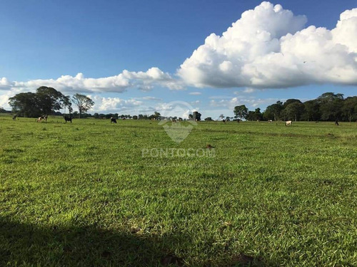Imagem 16 de 18 de Excelente Fazenda - Itapagipe - 3841072v