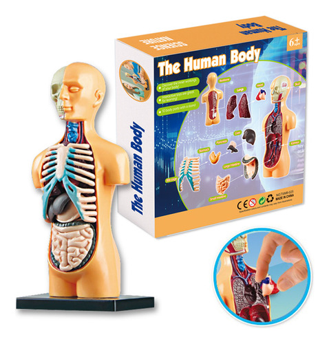 Kit De Aprendizaje Modelo Cuerpo Humano Órganos Montaje Simp
