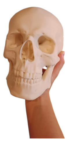 Cráneo 3d Anatómico Tamaño Real