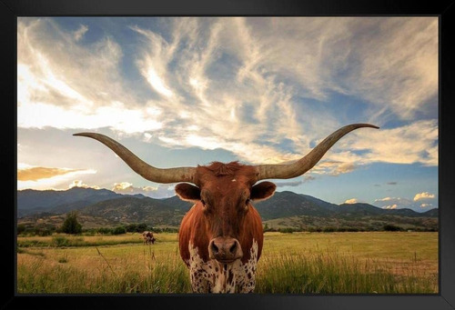 Toro Del Fonolocalizador De Pie En El Pasto Cierre De M...