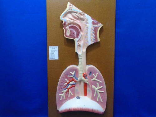 Modelo Anatomico Del Sistema Respiratorio Humano Js Exports | Envío gratis