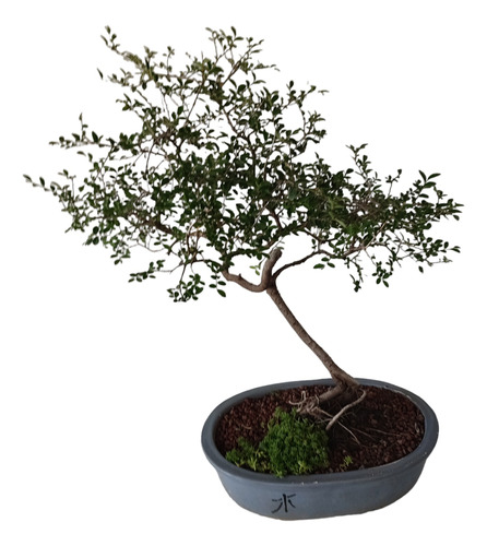 Bonsai Olmo Chino Raíces Expuestas 