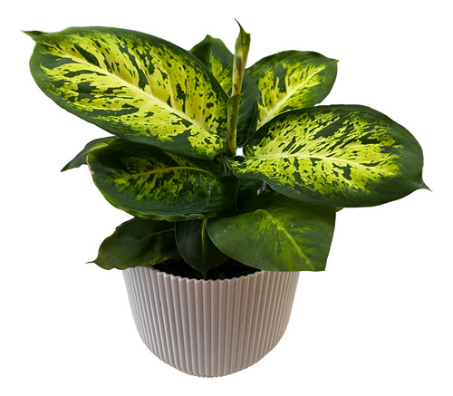 Dieffenbachia Laguna M12 Planta De Interior Laguna