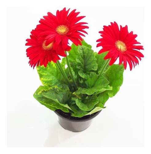 Gerbera Lila