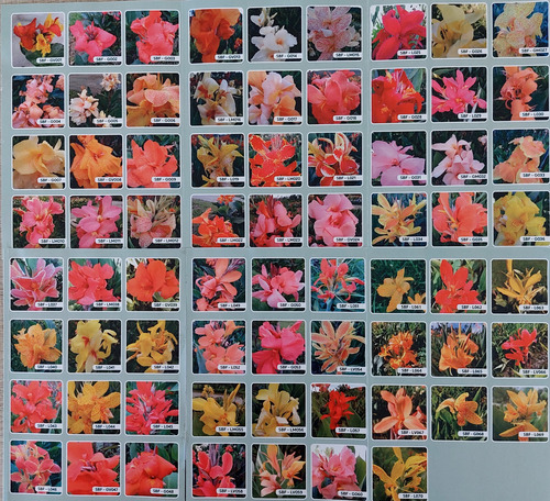 2 Und - Canna Indica (bulbos) Cod. Produção - Sbf - G031