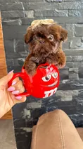 Comprar Pomerania Hembra Black And Tan Vip Garantizados Y Más Pome Shihtzu Imperial Chocolate Macho Mini