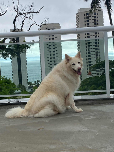 Imagem 29 de 30 de Casa Alto Padrão Nova Vista Mar Coração De São Conrado