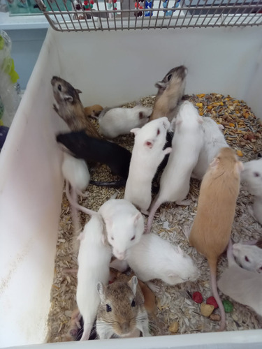 Gerbil Ou Esquilo Da Mongólia. Varias Cores. Machos E Femeas