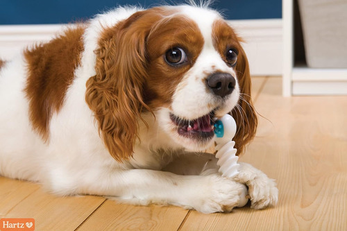 Juguete Masticable Para Perros Hartz Chew 'n Clean Twisty...