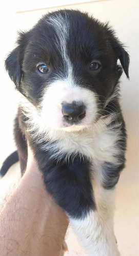 Imagem 4 de 5 de Boder Collie Com Olhos Claros