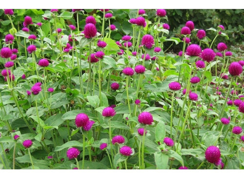 100 Sementes De Flor Perpétua Roxa | Parcelamento sem juros