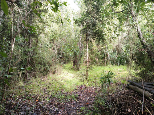 Increíble Parcela Con Bosque Nativo En Chabelita Valdivia