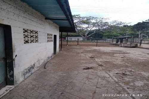 Imagen 10 de 25 de Asein1121 Vende Excelente Finca Lechera En Boca De Aroa, Estado Falcón