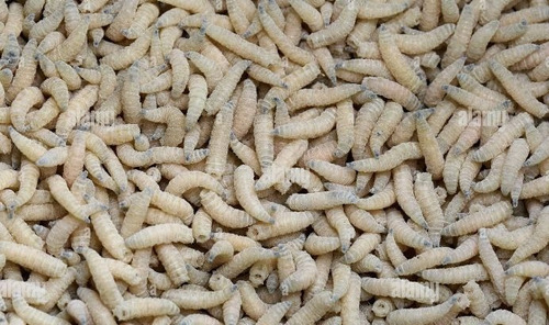 Larva Blanca De La Carne X 1.000 Envíos.