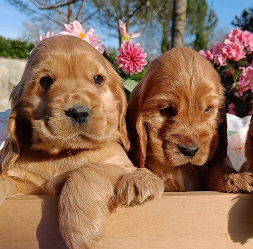 Cocker Dorados !!! Pedigree De F.c.a + Microchip