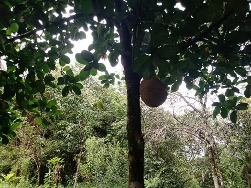 Chácara De 35.000m Tendo Uma Casa Simples