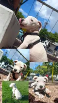 Comprar Vendo Hembra Dogo Argentino