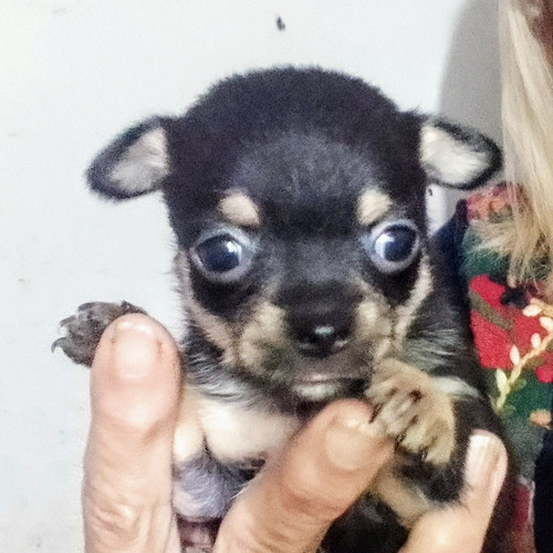 Chihuahua Mini Hembra