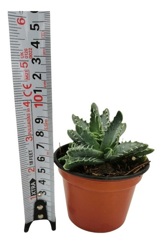 Faucaria Tigrina Set 6 Pzas