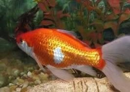 Peces Shubunkin, Cometas Y Watenai Para Estanque. 4 Cm