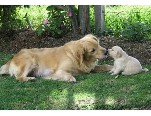 Cachorros Goden Retriver Excelente Genética