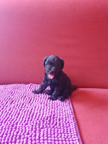 Vendo Frech Poodle Papá Con Pedigree Exc Línea 