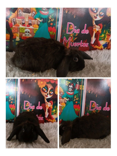 Imagen 3 de 5 de Auténticos Conejos Belier