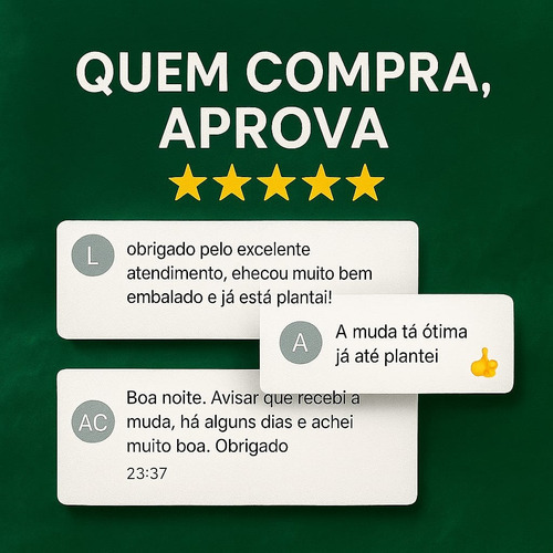 Muda Uva Branca Niagara 70cm - Frutífera 1 Unidade