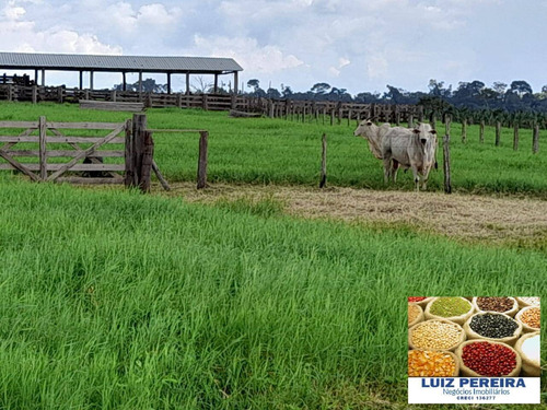 Imagem 11 de 14 de Fazenda À Venda Em Anapu - Pa - De 400 Alqueirões (pecuária) - 1661