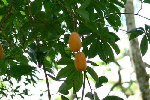 100 Semillas De Jacaratiá